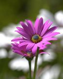 Osteospermum